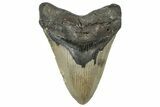Serrated, Fossil Megalodon Tooth - North Carolina #299056-1